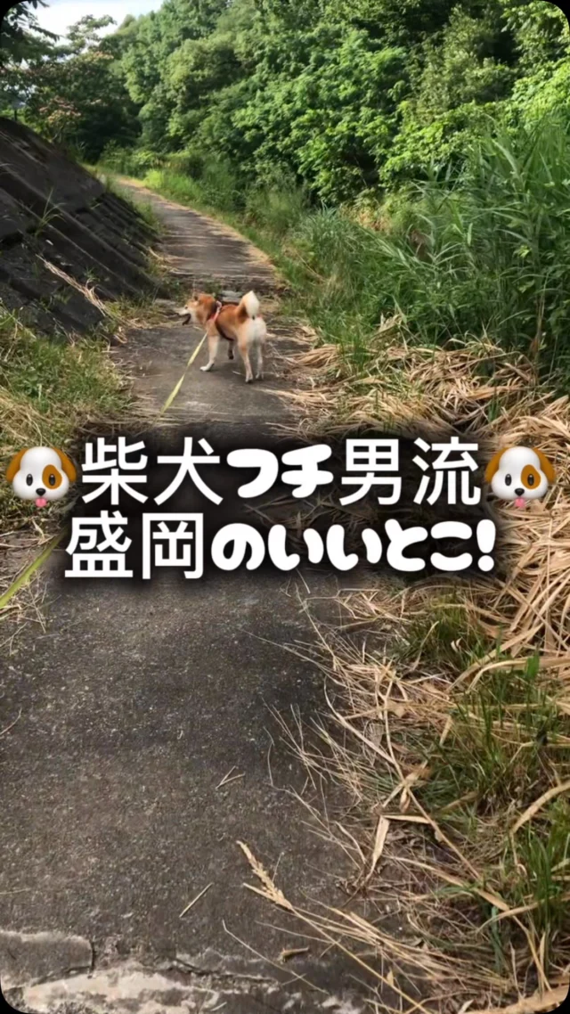 中央自動車学校の社長の愛犬フチ男さん🐶がオススメする盛岡のいいとこ！

自然が豊かで川も草木もあってマイナスイオンが感じられるかも🦆

※川で遊ぶときは川の水位や天候の変化に注意しましょう
※🐶から目を離さないよう注意しましょう

✿・・・・・・・・・・・・・・・・・・✿
他の投稿は
▷▶@chuo_drivingschool
✿・・・・・・・・・・・・・・・・・・✿
⁡
☺︎～・～ make you smile ～・～☺︎
楽しく学べる学科教習『DON! DON!ドライブ』
盛岡で受講出来るのは中央自動車学校だけ！
話しやすいインストラクターが揃っている
中央自動車学校で免許を取ろう🚗³₃
☺︎～・～・～・～・～・～・～・～・～︎︎︎☺︎
⁡
𖤣𖥧𖥣𖡡𖥧𖤣——————————𖤣𖥧𖥣𖡡𖥧𖤣
📍中央自動車学校
🏠住所:盛岡市青山二丁目31-11
☎️ＴＥＬ:019-647-3125
🌻教習時間:平日9:20〜20:10土日9:20〜18:10
𖤣𖥧𖥣𖡡𖥧𖤣——————————𖤣𖥧𖥣𖡡𖥧𖤣
⁡
 #中央自動車学校 #教習所  #盛岡市  #滝沢市 #雫石 #矢巾 #車  #岩手県  #免許 #岩手県立大学